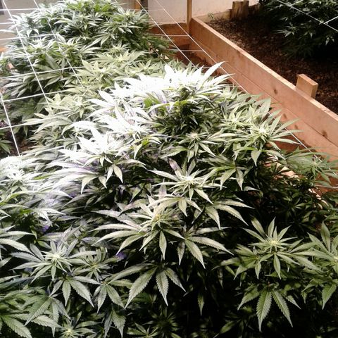 Skittles growlog timeline photo