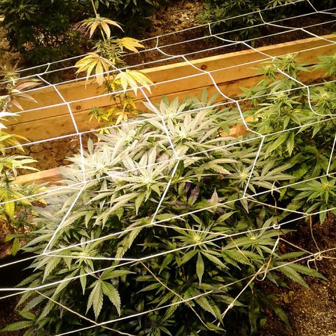 Skittles growlog timeline photo
