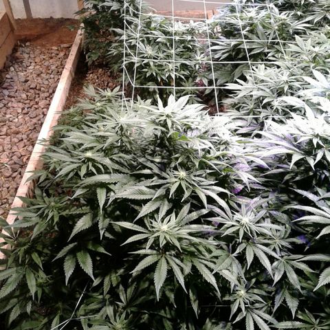 Skittles growlog timeline photo