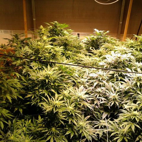 Skittles growlog photo: Updated pics