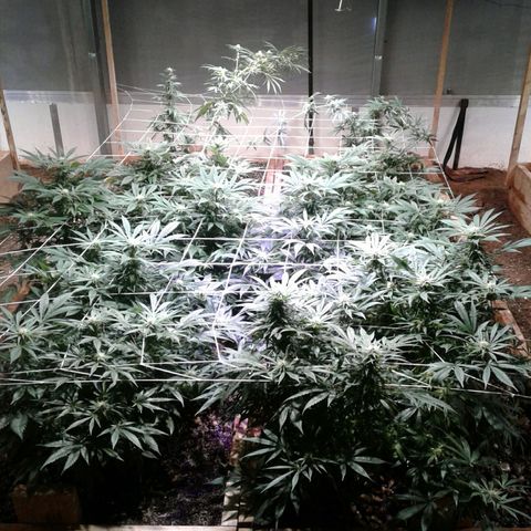 Skittles growlog photo: Updated pics