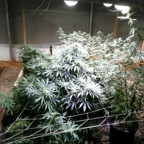 Skittles growlog timeline photo
