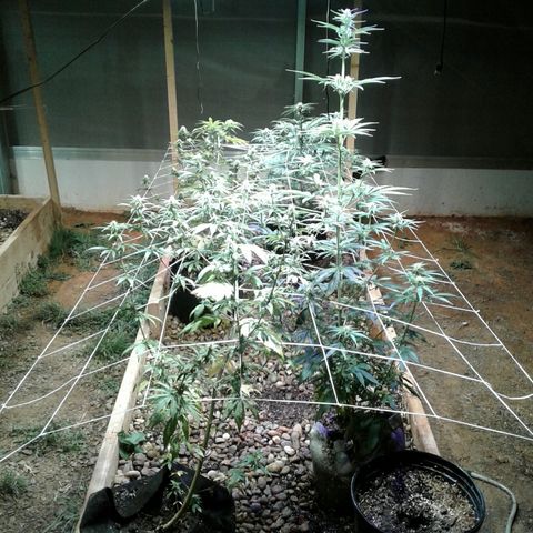 Skittles growlog timeline photo