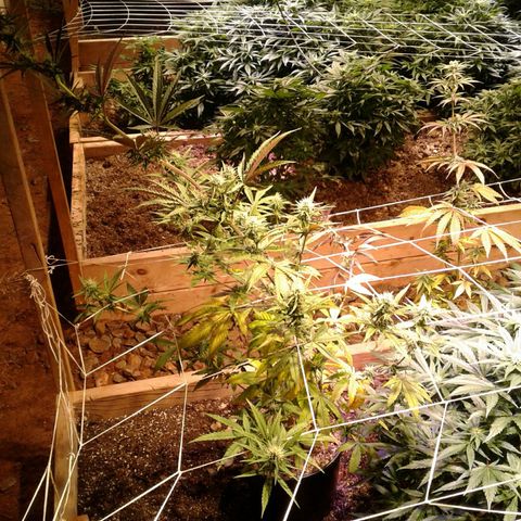 Skittles growlog timeline photo