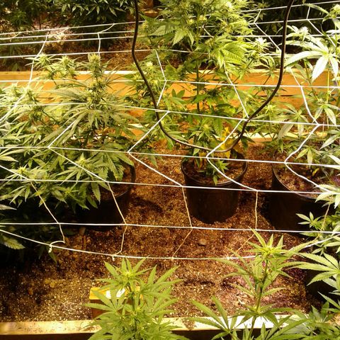 Skittles growlog timeline photo