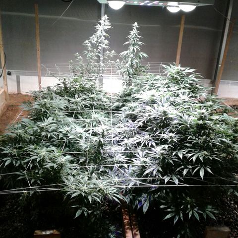 Skittles growlog timeline photo