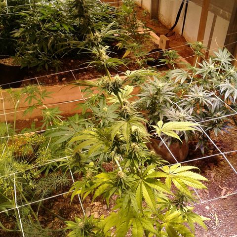 Skittles growlog timeline photo