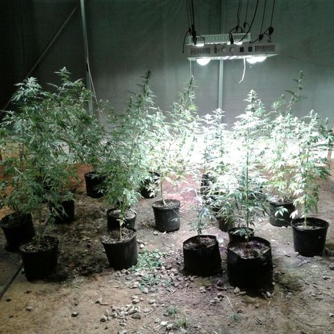 Skittles growlog timeline photo