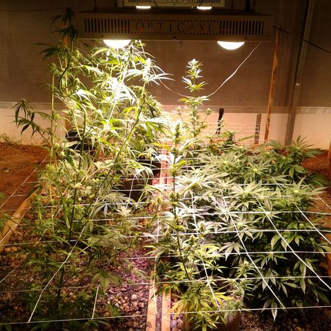 Skittles growlog timeline photo