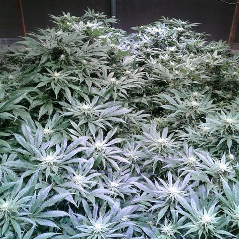 Skittles growlog timeline photo