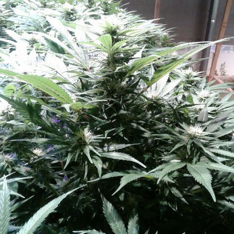 Skittles growlog timeline photo