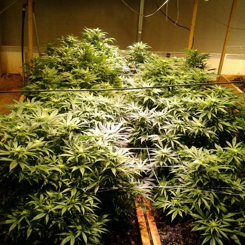 GG4 growlog timeline photo