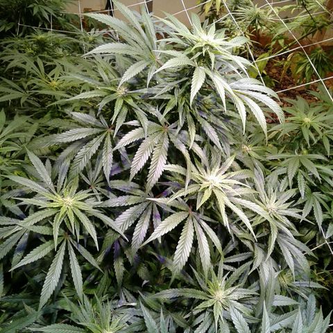 GG4 growlog timeline photo