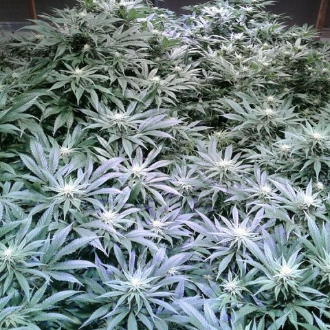 GG4 growlog timeline photo