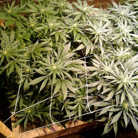 Skittles growlog photo: 77 to 80 degrees today, light winds picking up in afternoon