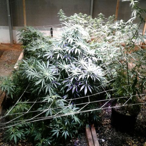 Skittles growlog photo: Winter weather advisory, mixed precipitation with a predominant type of sleet. Total combined sleet and snow accumulations up to one inch, and ice accumulations one tenth of an inch. Propane levels at 45%