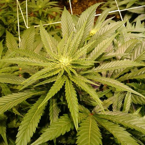 Skittles growlog photo: Freezing temps, reel feel -2
