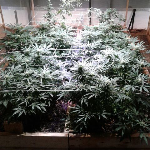 Skittles growlog timeline photo