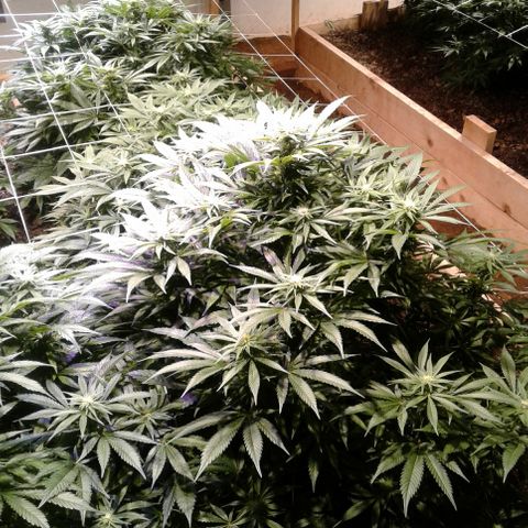 Skittles growlog timeline photo