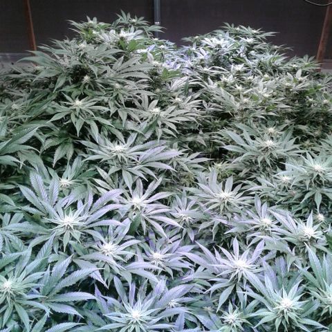 Skittles growlog timeline photo