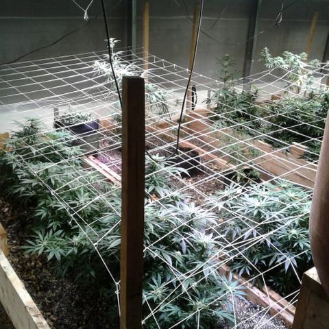 Skittles growlog photo: looking beatuiful