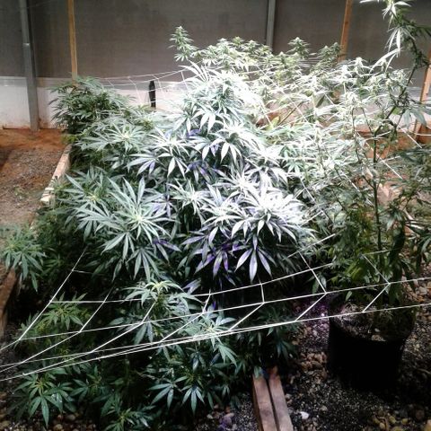 Skittles growlog photo: looking beatuiful