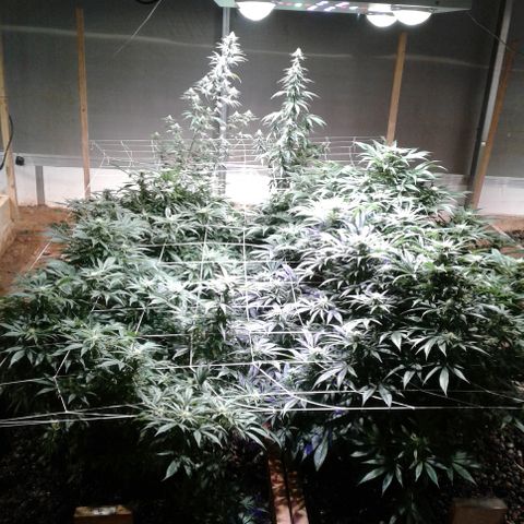 Skittles growlog photo: looking beatuiful
