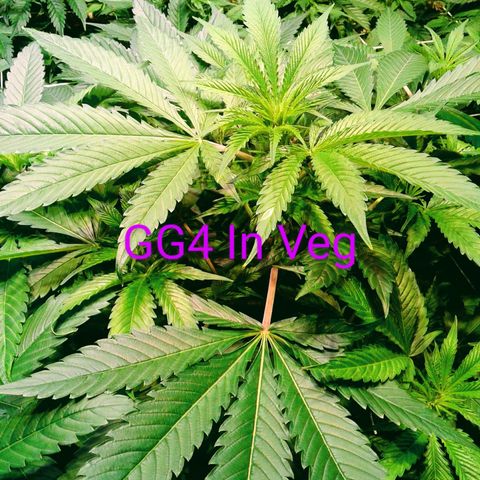 Skittles growlog photo: looking beatuiful