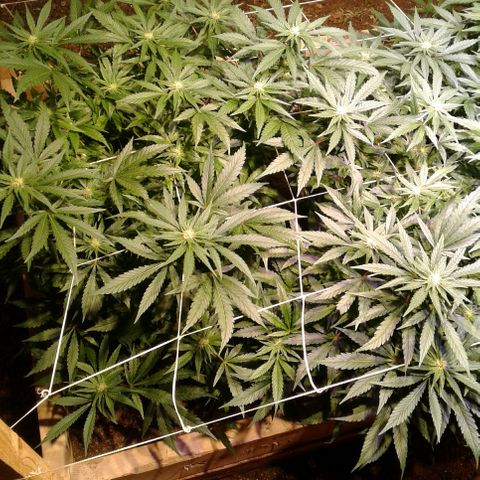 Skittles growlog photo: looking beatuiful