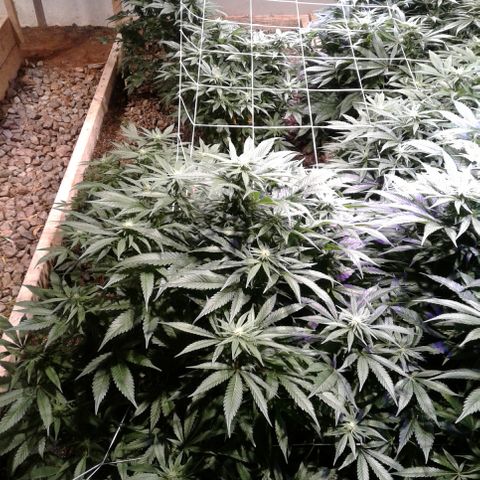 Skittles growlog photo: 2 weeks left in flower