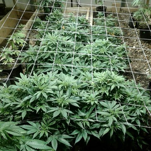 Skittles growlog timeline photo