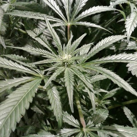 Skittles growlog timeline photo