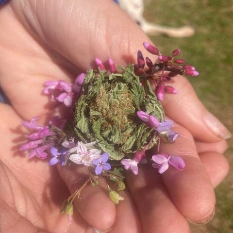 Skittles growlog photo: Spring collection
