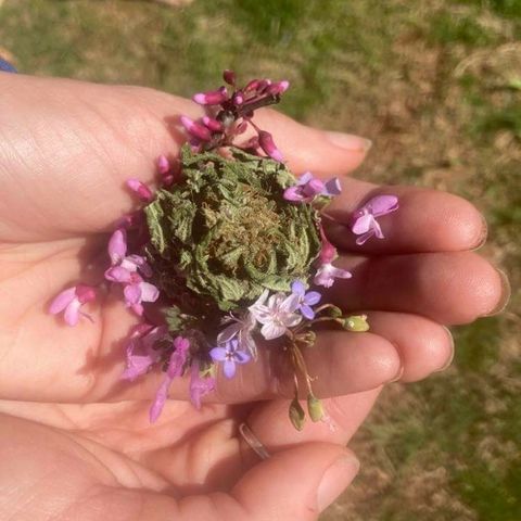 Skittles growlog photo: Spring collection