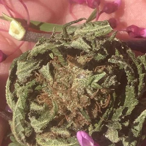 Skittles growlog photo: Spring collection