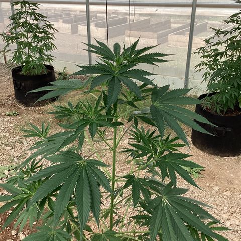 Skittles growlog photo: Only 7 1/2 weeks old from seeds