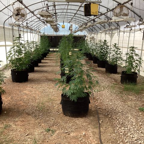 Skittles growlog photo: Only 7 1/2 weeks old from seeds