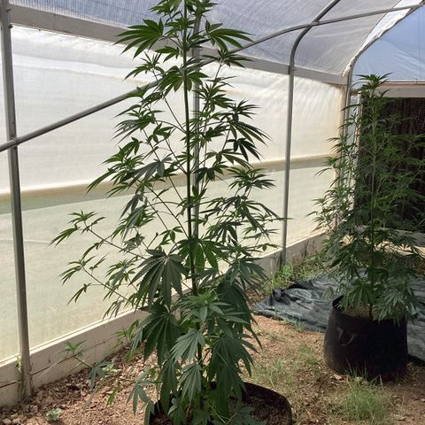 Skittles growlog timeline photo