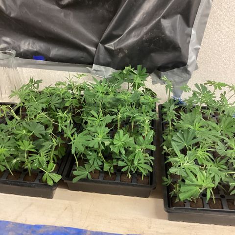 Skittles growlog photo: Clones from moms, and clones from outdoor in pots