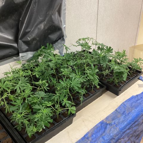 Skittles growlog photo: Clones from moms, and clones from outdoor in pots