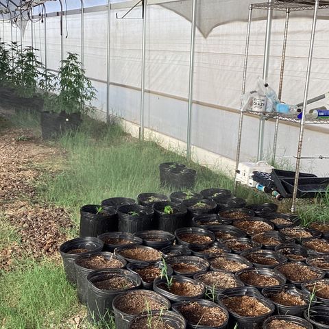 Skittles growlog photo: Clones from moms, and clones from outdoor in pots