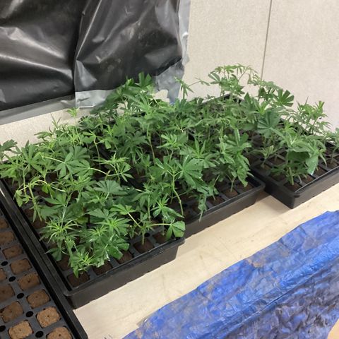 Skittles growlog photo: Clones from moms, and clones from outdoor in pots