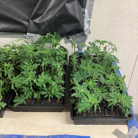 Skittles growlog photo: Clones from moms, and clones from outdoor in pots