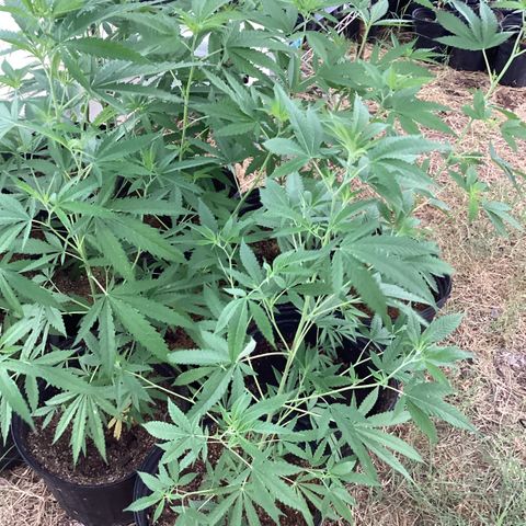 Skittles growlog timeline photo