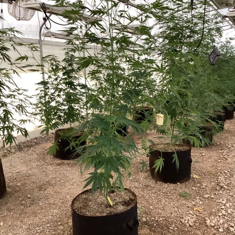 Skittles growlog timeline photo