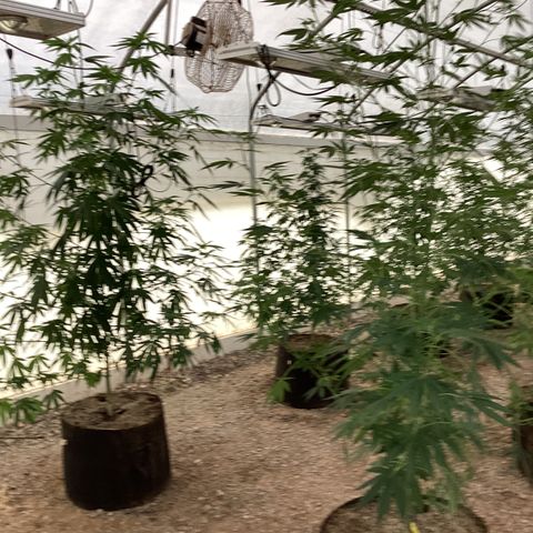 Skittles growlog timeline photo