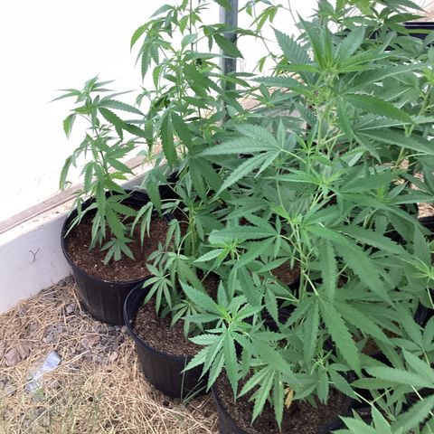 Skittles growlog timeline photo