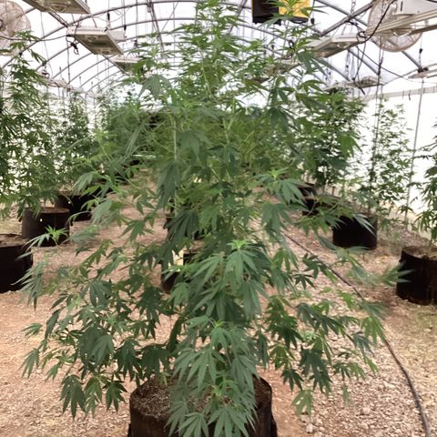 Skittles growlog timeline photo