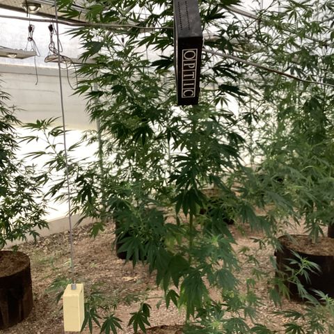 Skittles growlog timeline photo
