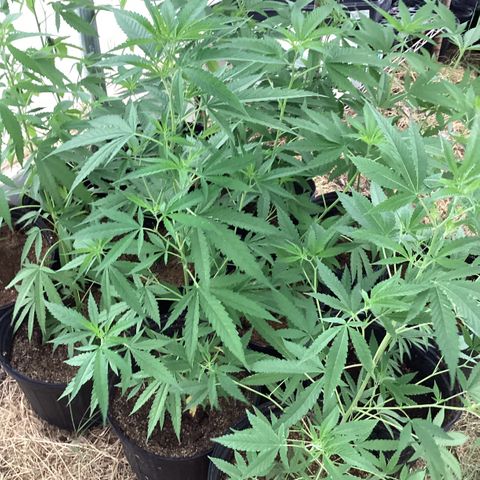 Skittles growlog timeline photo